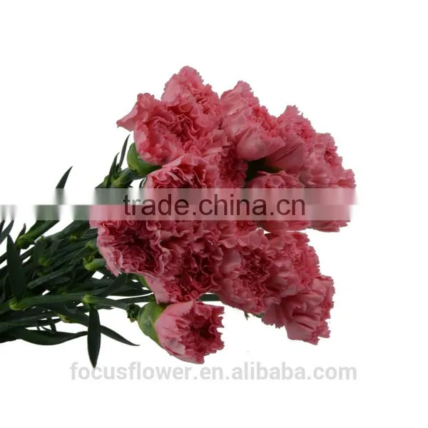 Hot Fashion Single Carnations Cut Flower Price Fresh Cut Flowers From China photo-3