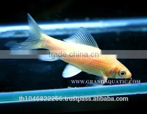 Black Shark Albino Fish Farm For Sale / Aquarium Fish Thailand photo-5
