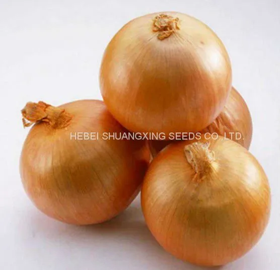 Spanish Sweet Onion Hybrid Onion Seeds for Long-day Area