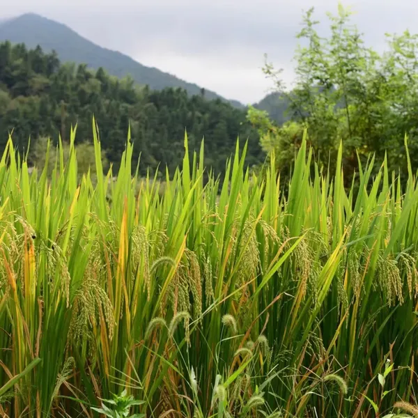 China Rice Enterprises Grain Rice Soya Food photo-5