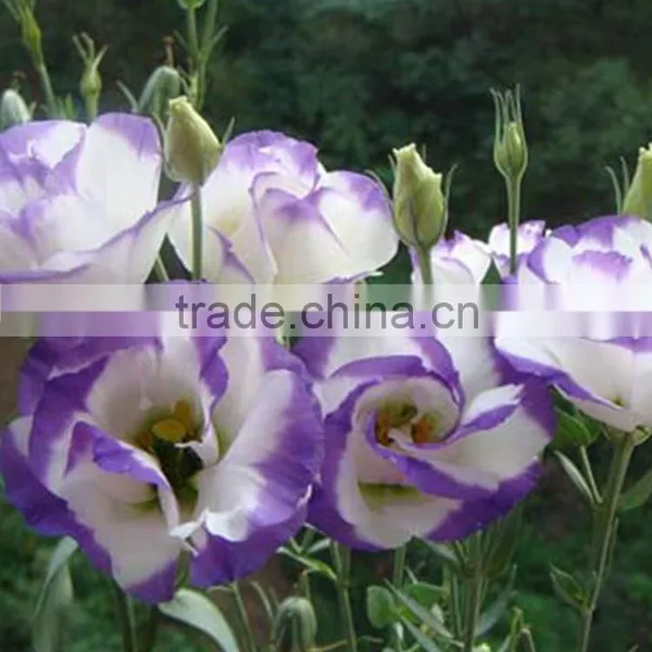 Special Antique Bug Bud Eustoma photo-6
