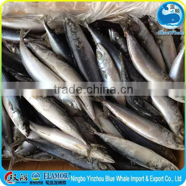 Frozen Seafood Frozen Pacific Mackerel for Sale Mackerel Seafood