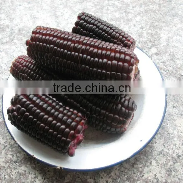 Steamed/Blanched IQF Frozen Waxy Purple Corn Purple Color photo-3