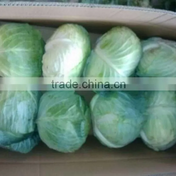 Fresh Cabbage International Market Price photo-2