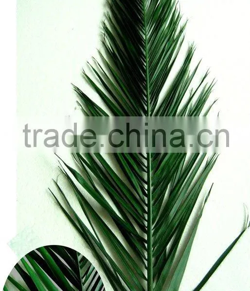 Fan Preserved Palm Leaf