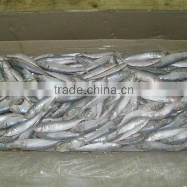 Frozen Sardine Whole Round photo-3