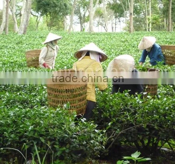 Genuine Vietnam Green Tea photo-4