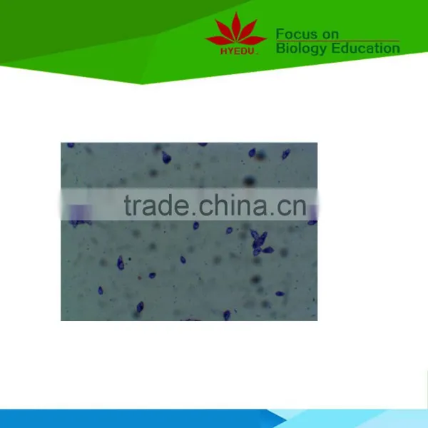 Individual Microbiology Microscope Prepared Slides photo-3