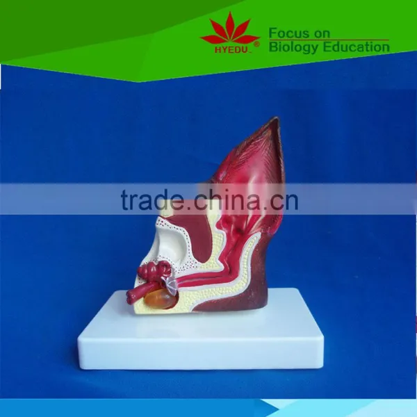 Hot Sale School Use Dog Ear Anatomy Model for Vet photo-2
