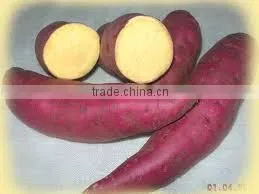 FROZEN SWEET POTATO WITH BEST QUALITY photo-3