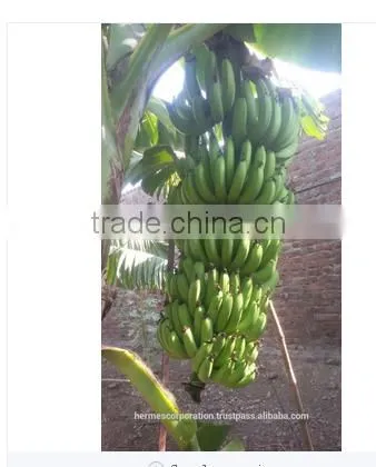 Fresh Green Bananas for Sale photo-2
