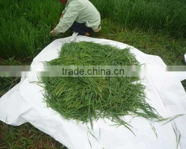 Health Drink Organic Wheat Grass Powder photo-4