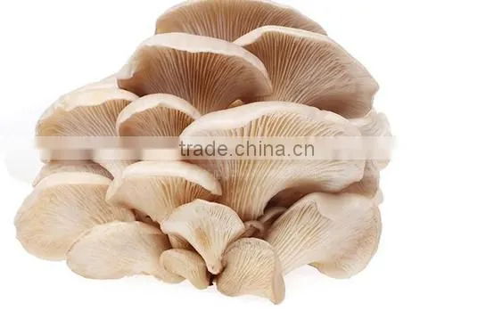 Edible Mushrooms/Pleurotus Ostreatus/Shitake Mushrooms/Mushroom