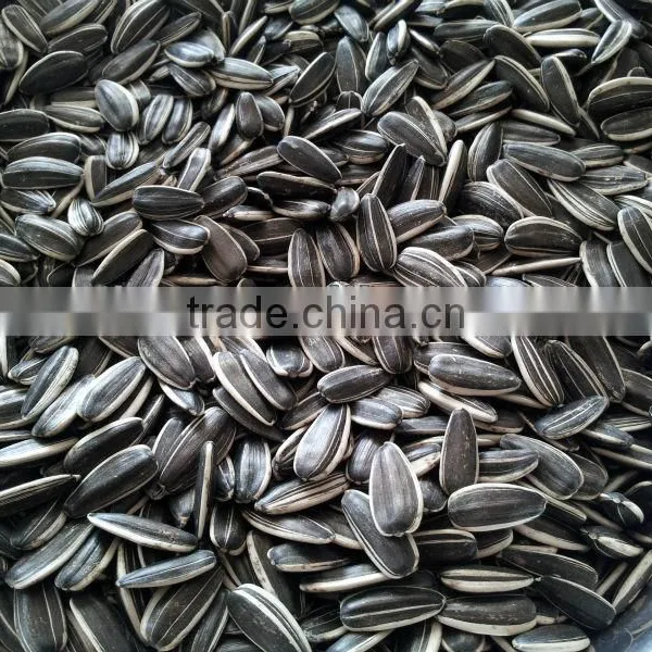 Sunflower Seeds 5009 24/64, 24/68 photo-6