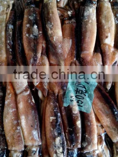 Seafood Frozen Illex Argentinus Squid photo-2