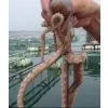 Fresh Octopus