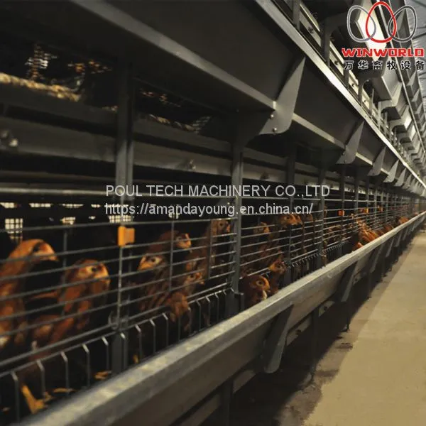 Bolivia Brooding Room - H Type Automatic Chicks Cage & Pullet Cage With Poultry Climate Control System photo-3