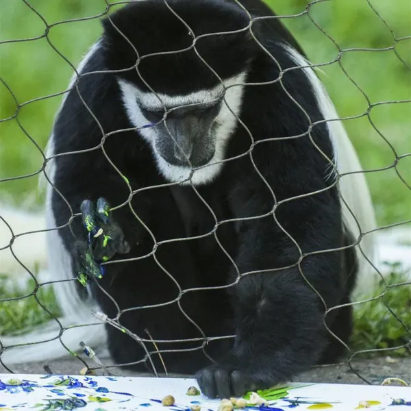 SS 304 SS316 Zoo Cable Mesh Animal Enclosure Mesh / Monkey Enclosure Mesh Stainless Wire Rope Mesh Factory Customized Production photo-3