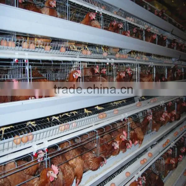 Different Types Steel Layer Chicken Cages for Sale photo-4