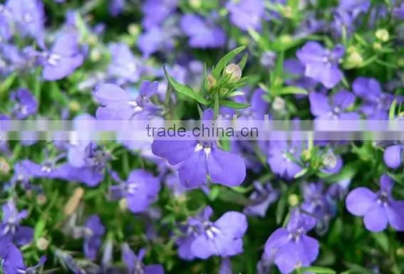 Sessile Lobelia, Lobelia, Flower Seeds , Herb Seed,vegetalbe Seed,fruit Seed,grass Seed photo-5