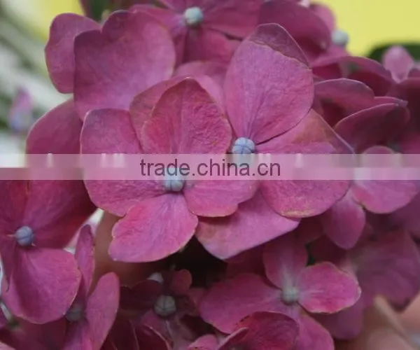 Fresh Hot Sale European Style Flower Hydrangea photo-4