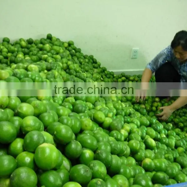 CHEAPER PRICE VIETNAM FRESH LIME photo-6