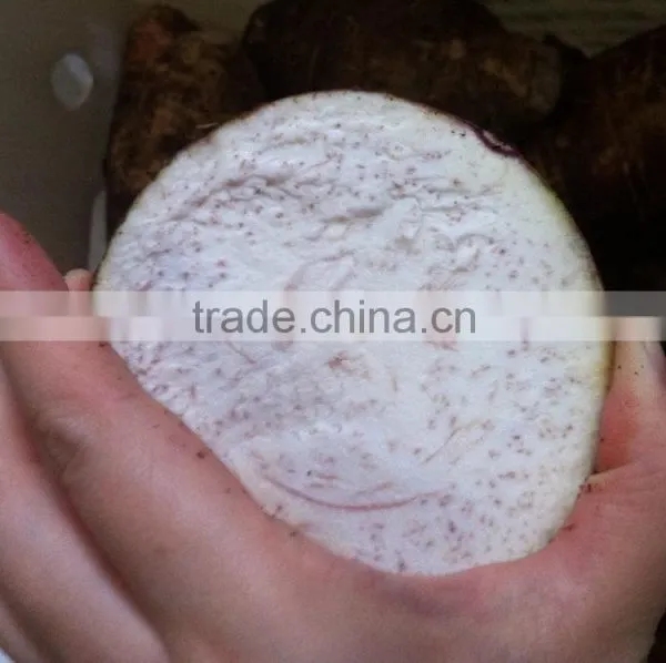 Fresh Chinese Taro for Sale photo-4