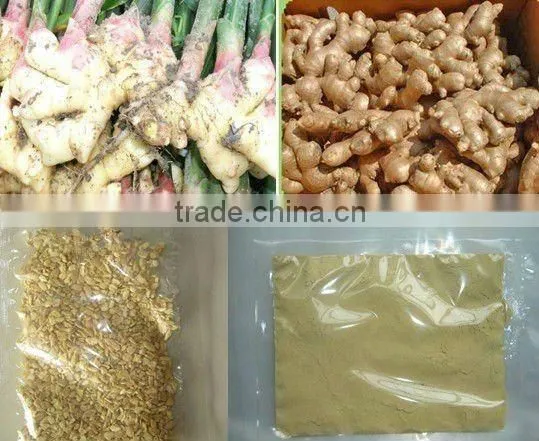 Sulfur-free Ginger Powder Ginger Root Extract Ginger Powder photo-2