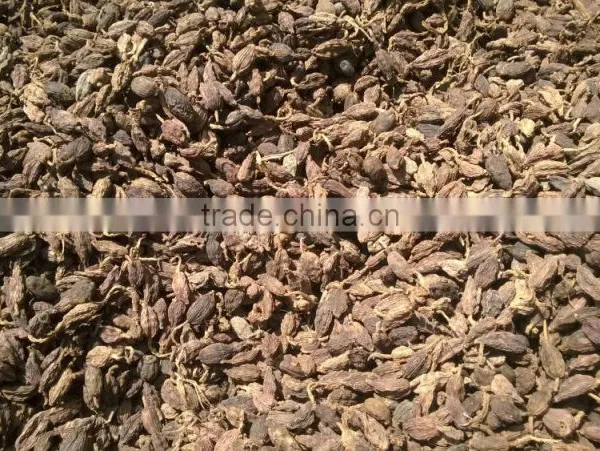 Black Cardamom photo-4