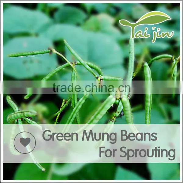 98% UP Sprouting Rate Big Size Green Mung Beans For Sprouting photo-5