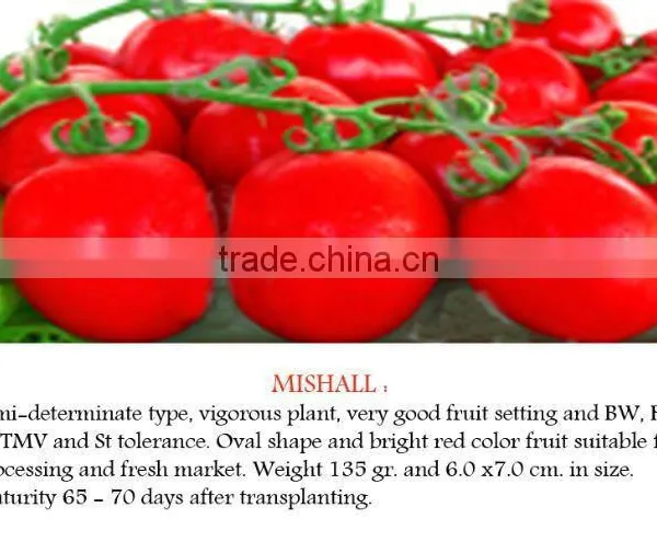 Mishall Hybrid Tomato Seeds