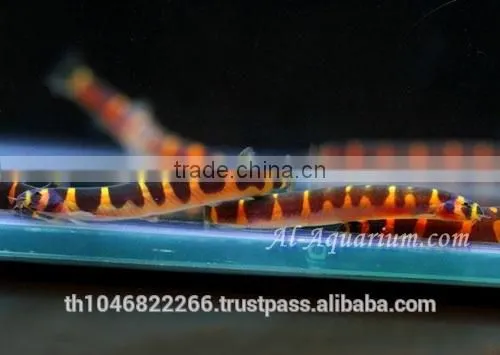 Giant Coolie Loach Fish / Aquarium Fish Farm photo-2
