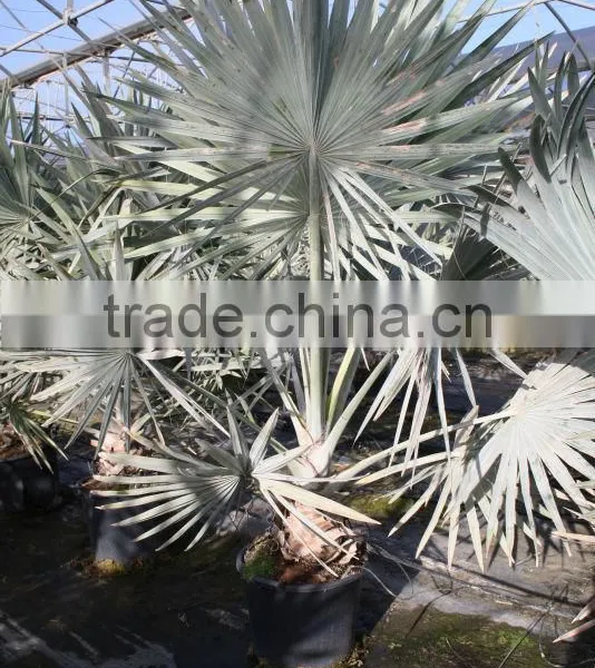 Bismarckia Nobilis - From 75/100 Plant Height in 8 Liters Pot photo-3