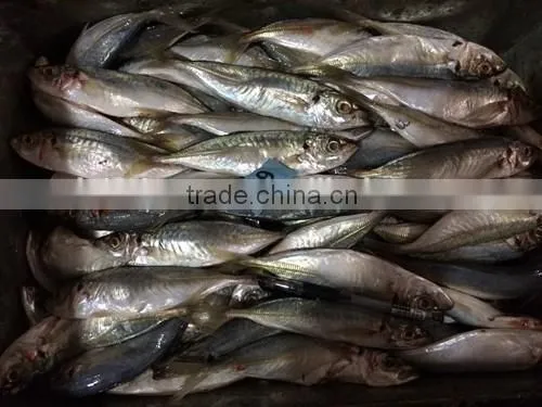 Horse Mackerel Supplier From China With Size 70 -90 g / Pcs photo-5