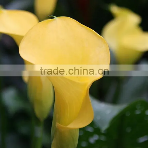Cut Fresh Manufacture Bottom Price Calla Lily Pick photo-3