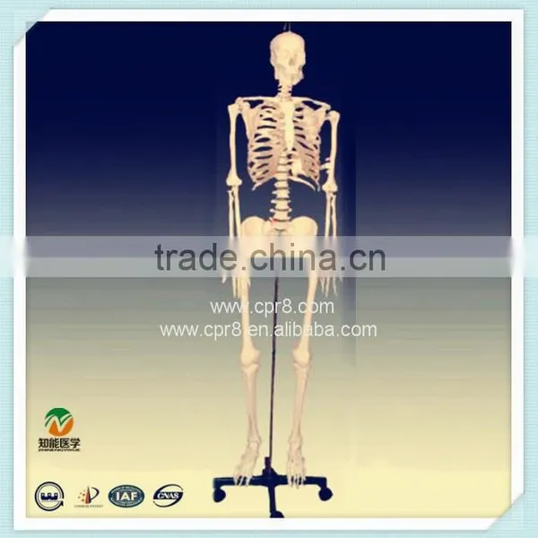 Human Skeleton Model Medical Model BIX-A1003