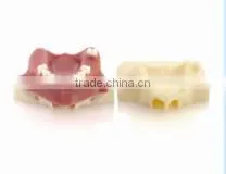 Medical Science Typhoon Dental Education Models photo-4