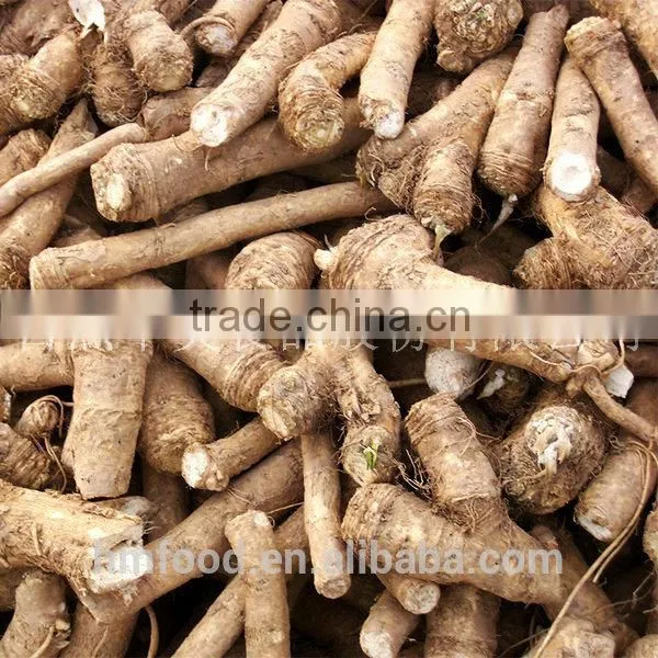 Fresh Horseradish for Sauce photo-2