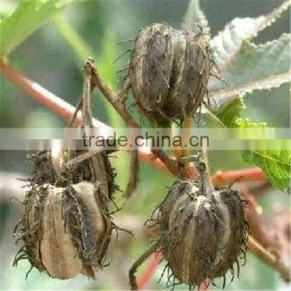 Home Use Small Capacity Castor Seed Sheller photo-6