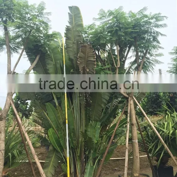 Ravenala Madagascariensis-Travelers Palm-trees-plants High 2-7m photo-5