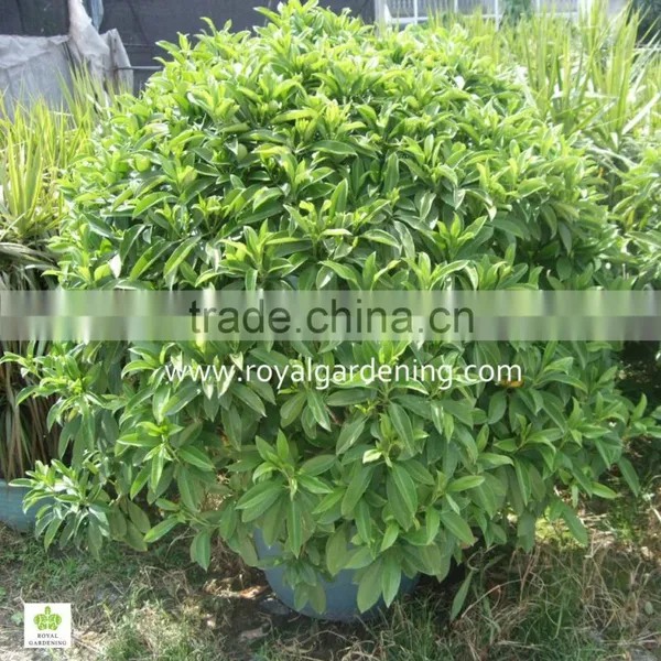 Stephanotis Floribunda (Madagascar Jasmine, Waxflower, Hawaiian Wedding Flower)