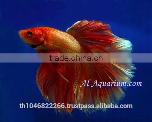 Halfmoon Betta Fish Farm For Sale and Export / Ornamental Fish Thailand photo-2