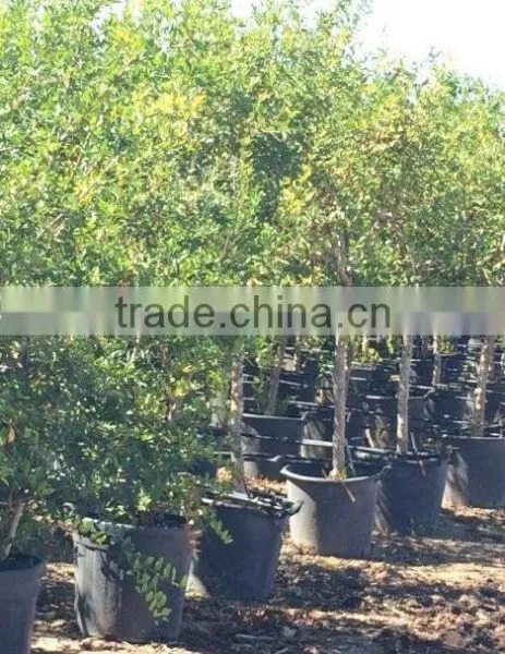Punica Granatum photo-2