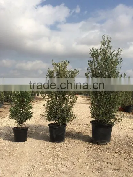 Olive Tree -Olea Europaea "Arbustivo - Bush" photo-4