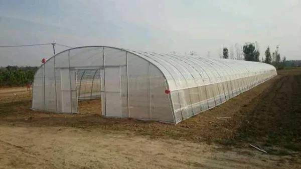 Single-/Multi-Span Plastic Film Greenhouse for Africa Vegetable Planting