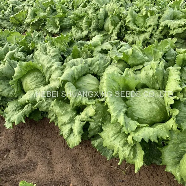 Hybrid Iceberg Lettuce Seeds With Competitive Price photo-5