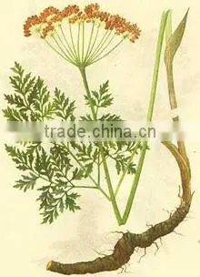 100% Natural Notopterygium Root Essential Oil With High Quality Hot Sale Low Price photo-4