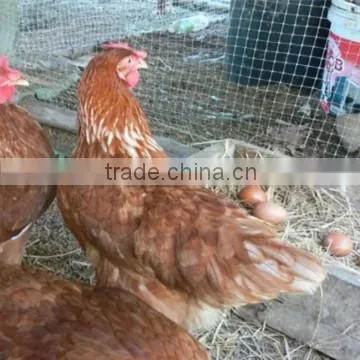 Heavy Duty Deer Pheasant Chicken Garden Black Netting Fencing Mesh photo-3