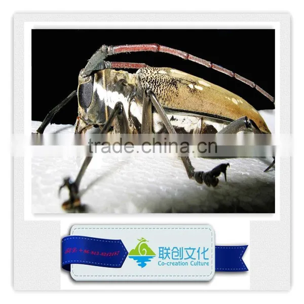 Life Size Simulation Mantis and Other Insects photo-2