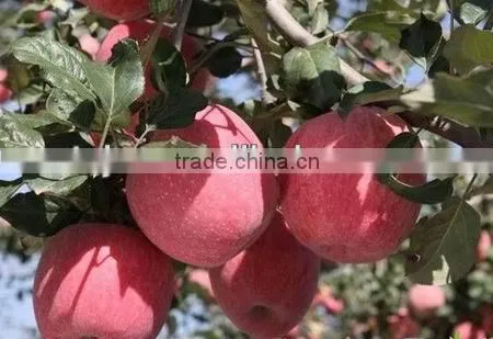 Fesh Qinguan Apple